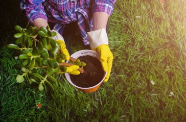 Bir kadının elleri yeni bir çömleğe bitki naklediyor.