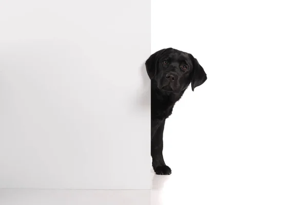 黑金色拉布拉多狗隔离在白色背景上 工作室拍摄 一只可爱的宠物的肖像 — 图库照片