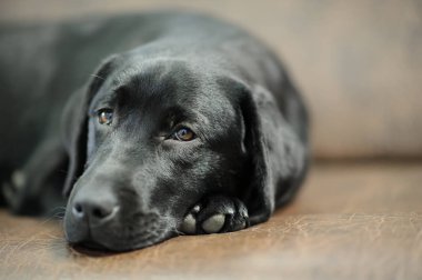 Kanepede uyumak Labrador köpek