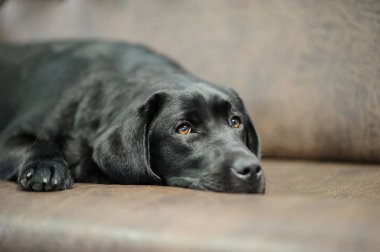 Kanepede uyumak Labrador köpek