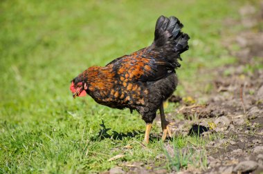 Yeşil çimenlerin üzerinde horoz