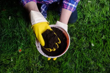 Bir kadının elleri yeni bir çömleğe bitki naklediyor.