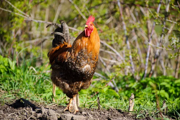 Pik Het Groene Gras — Stockfoto