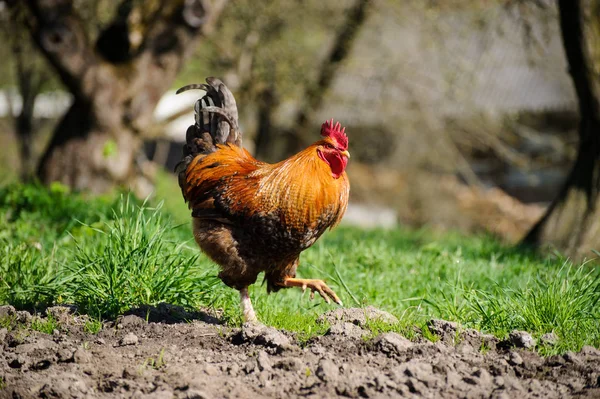 Yeşil Çimenlerin Üzerinde Horoz — Stok fotoğraf