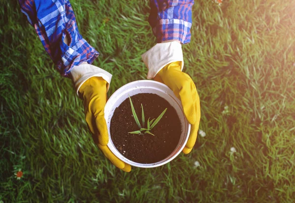 As mãos da mulher transplantando planta um em um potenciômetro novo — Fotografia de Stock