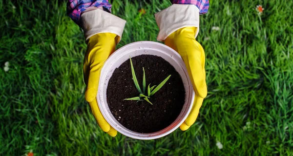 As mãos da mulher transplantando planta um em um potenciômetro novo — Fotografia de Stock