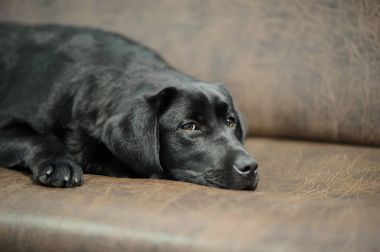 Labrador köpek Divan