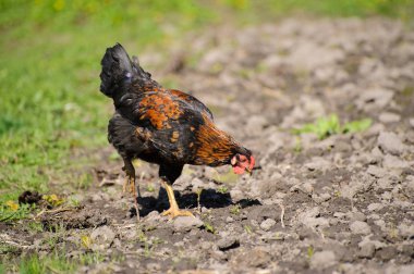 Yeşil çimenlerin üzerinde horoz