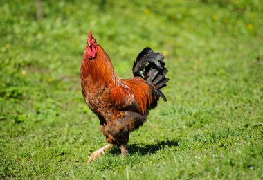 Yeşil çimenlerin üzerinde horoz