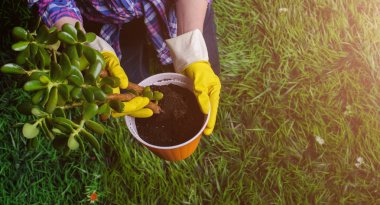 Bir kadının elleri yeni bir çömleğe bitki naklediyor.