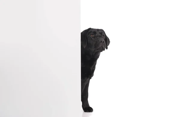 Black golden labrador retriever dog isolated on white background — Stock Photo, Image