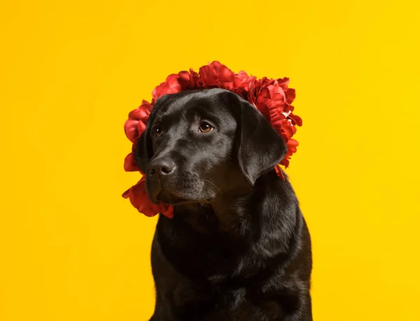 Negro perro labrador retriever dorado aislado sobre fondo amarillo —  Fotos de Stock