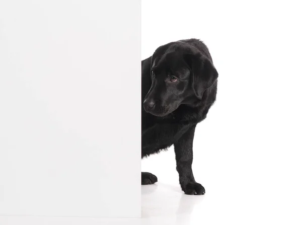 黑金色拉布拉多狗隔离在白色背景上 工作室拍摄 一只可爱的宠物的肖像 — 图库照片
