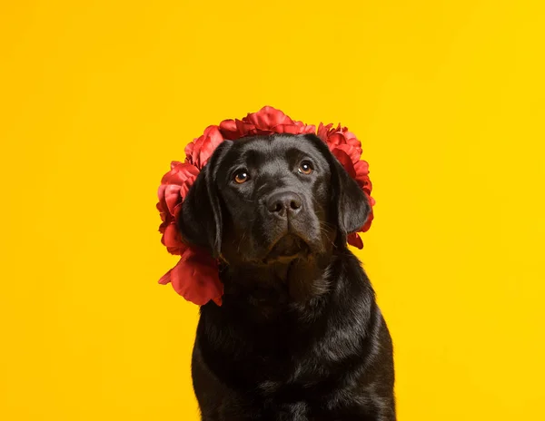 Perro Labrador Retriever Negro Dorado Aislado Sobre Fondo Amarillo Grabado —  Fotos de Stock