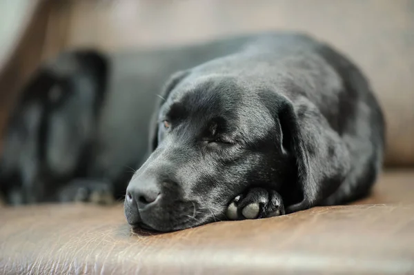 Labrador Kutya Alszik Kanapén — Stock Fotó