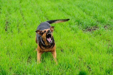 Yeşil çimenlerin üzerinde kızgın köpek