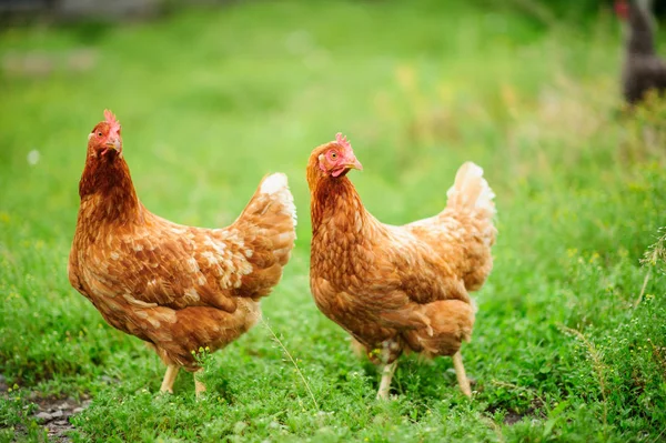 Höna på den gröna suddig bakgrunden — Stockfoto