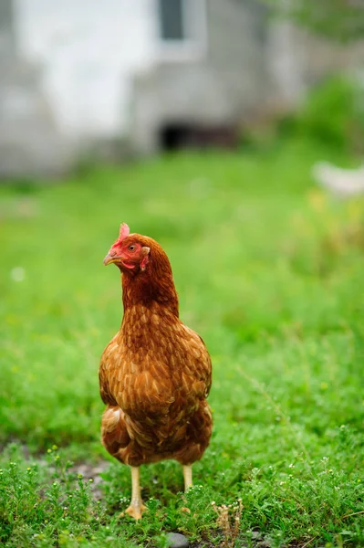 курица на зеленом фоне. depositphotos 163466776 stock photo hen on the green blurred. курица на зеленом фоне фото. курица на зеленом фоне-depositphotos 163466776 stock photo hen on the green blurred. картинка курица на зеленом фоне. картинка depositphotos 163466776 stock photo hen on the green blurred. Франция, птицеводство в Brueil en Vexin