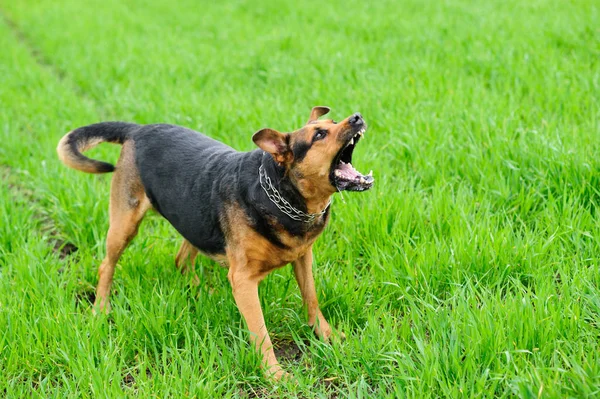 Angry dog on the green grass — Stock Photo, Image