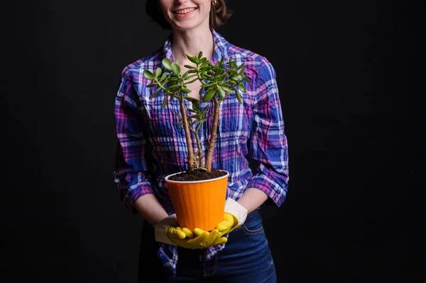 Kvinnans händer transplantera växt en till en ny kruka — Stockfoto