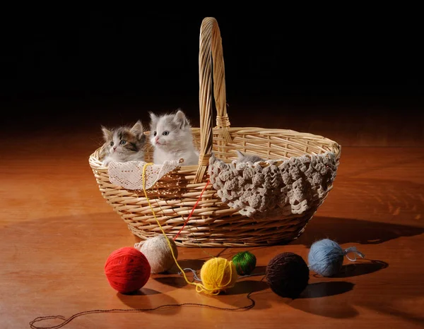 Kittens Basket — Stock Photo, Image