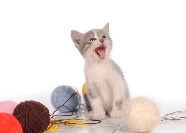 糸のボールの面白い猫 — ストック写真