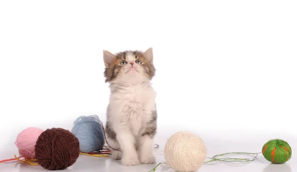 Kitten White Background — Stock Photo, Image