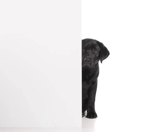 Black Golden Labrador Retriever Cão Isolado Fundo Branco Tiro Estúdio — Fotografia de Stock