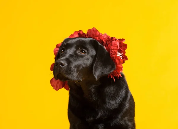 Perro Labrador Retriever Negro Dorado Aislado Sobre Fondo Amarillo Grabado —  Fotos de Stock