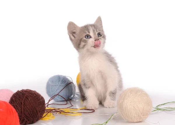 Funny Cat Balls Yarn — Stock Photo, Image