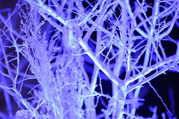 Winter Blue Christmas Achtergrond — Stockfoto