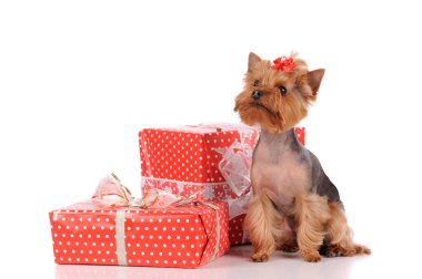 Kırmızı hediye kutularıyla Yorkshire Teriyeri