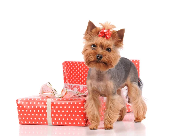 Grooming Yorkshire Terrier Professional Hairdresser — Stock Photo, Image