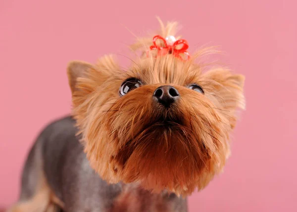 Närbild porträtt av Yorkshire Terrier hund på rosa bakgrund — Stockfoto