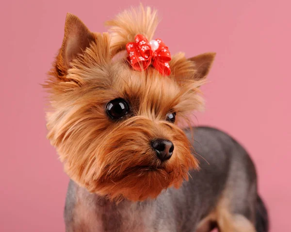 Närbild porträtt av Yorkshire Terrier hund på rosa bakgrund — Stockfoto