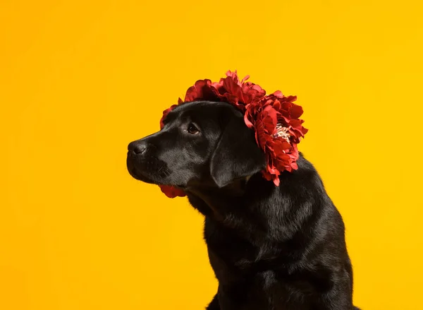Perro Labrador Retriever Negro Dorado Aislado Sobre Fondo Amarillo Grabado —  Fotos de Stock