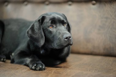 Kanepede uyumak Labrador köpek