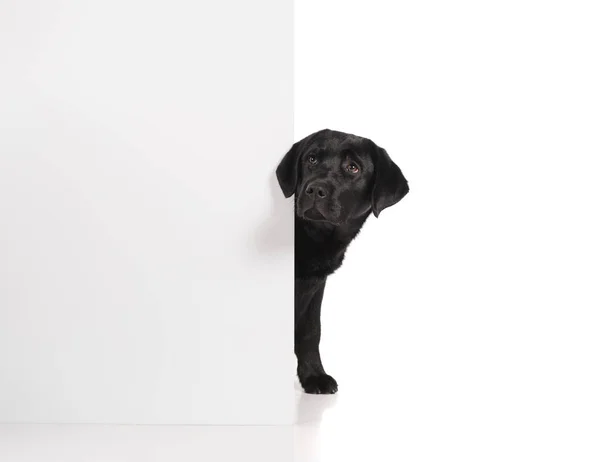 Black Golden Labrador Retriever Dog Isolated White Background Studio Shot — Stock Photo, Image