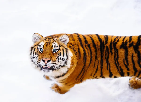 Tigre siberiano en la nieve — Foto de Stock