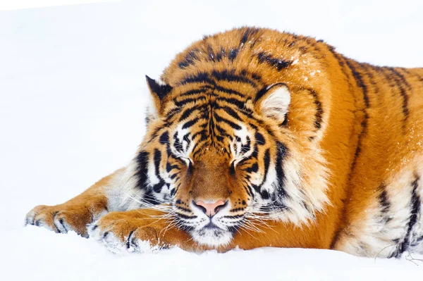 Siberische tijger op sneeuw — Stockfoto