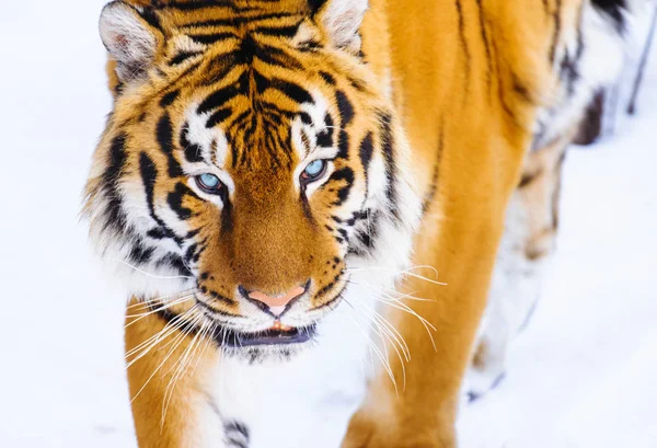 Siberische tijger op sneeuw — Stockfoto