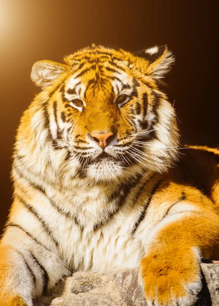 Sibirischer Tiger auf Steinen — Stockfoto