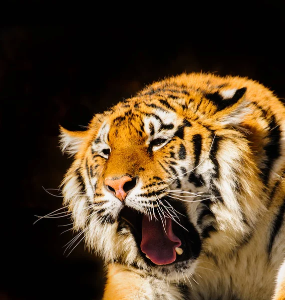 Siberische tijger op op stenen — Stockfoto