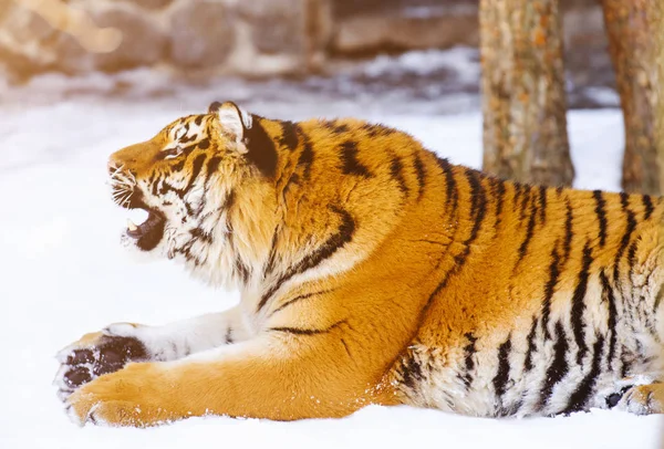 Siberian tiger on snow — Stock Photo, Image