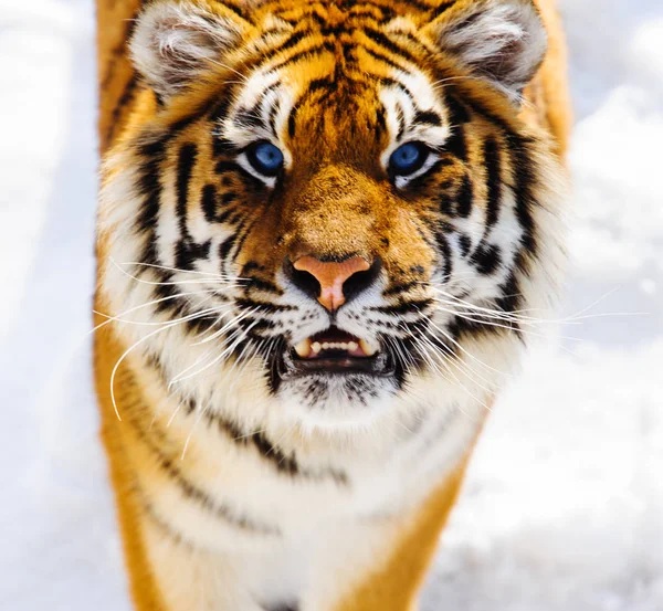 Siberian tiger on snow — Stock Photo, Image