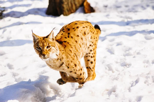 雪の上を実行しているリンクス — ストック写真