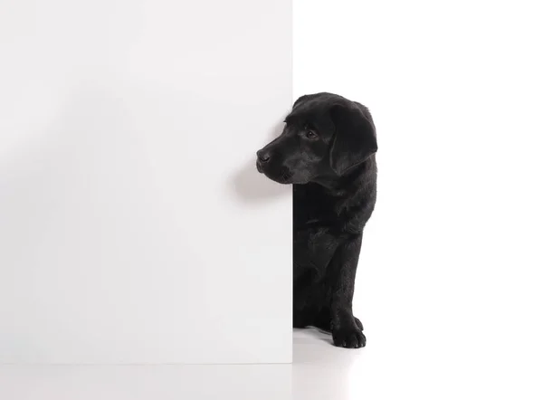 Black golden labrador retriever dog isolated on white background