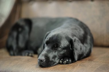 Kanepede uyumak Labrador köpek