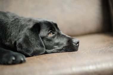 Kanepede uyumak Labrador köpek