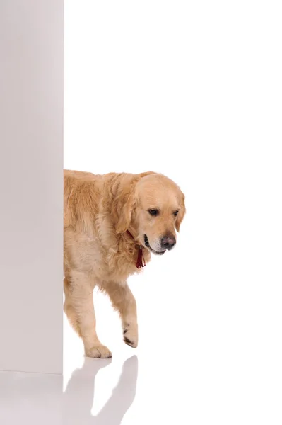 Golden Labrador Retriever Hund Tittar Bakom Väggen Studio Skott Porträtt — Stockfoto